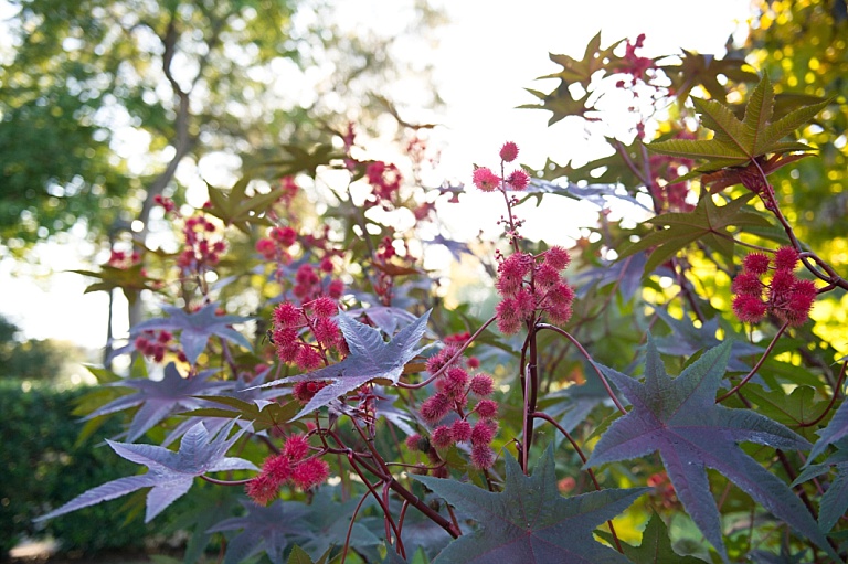 Dallas Arboretum in the Fall