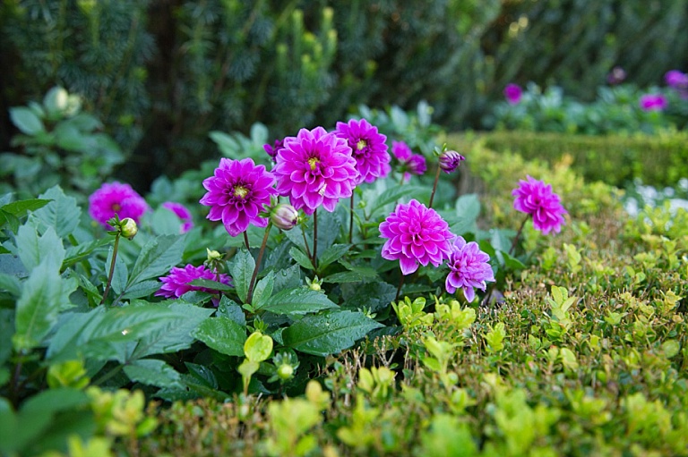 Dallas Arboretum in the Fall - Purple Dahlias