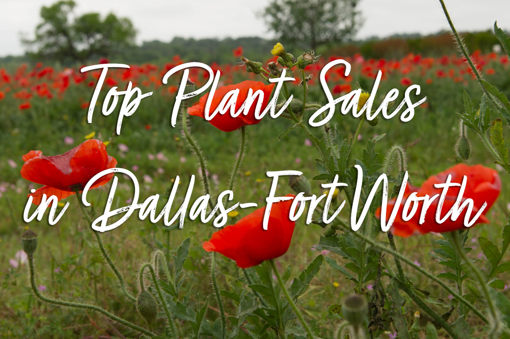 Top Spring Plant & Flower Sales in DFW | 2019 Edition