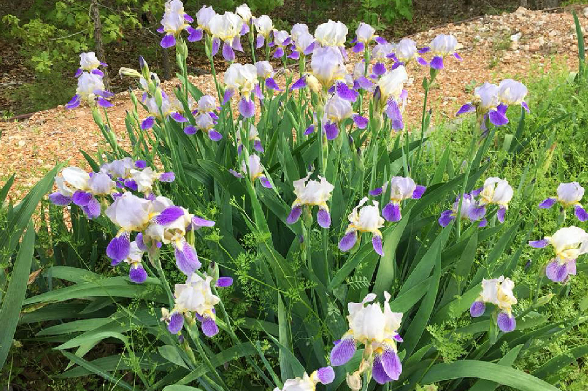 2 Iris Roots Bulbs Rhizomes Beautiful Garden Long Blooming Flowers Plants Seeds