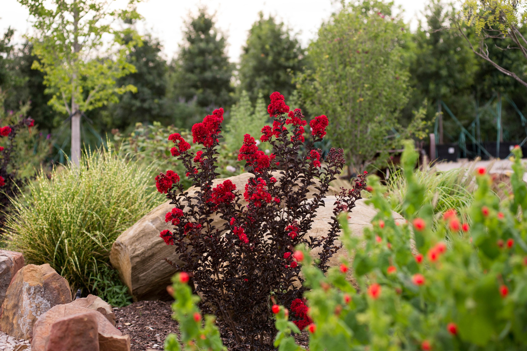 The Most Hardy Flowering Trees for North Texas