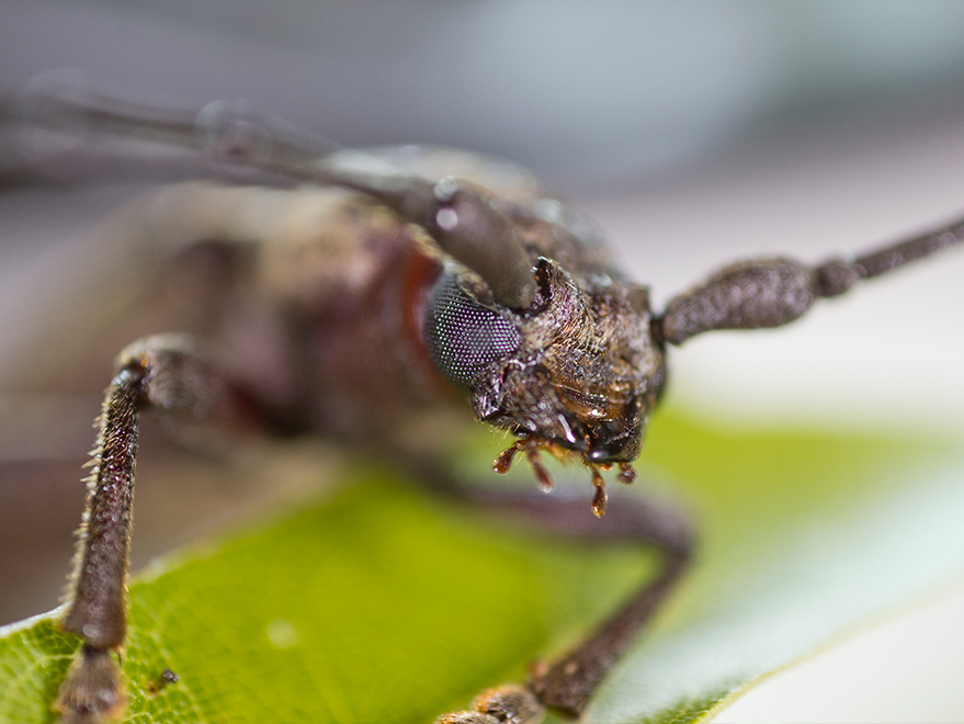 How to Prevent, Identify & Treat Borers