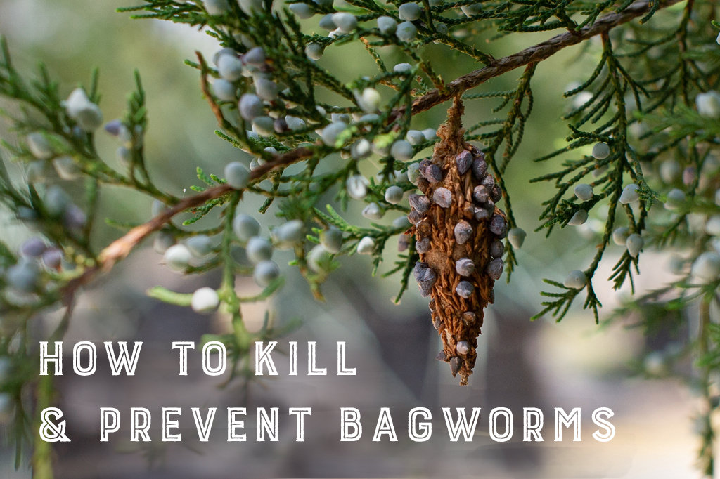 How to Kill & Prevent Bagworms