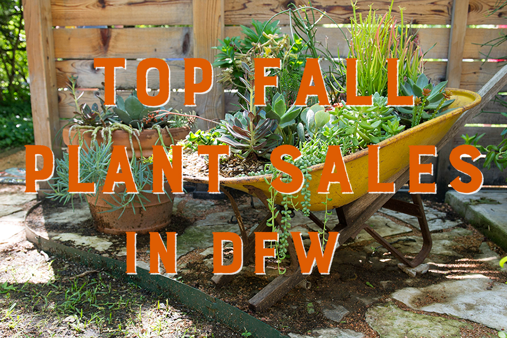 2019 Top Fall Plant Sales in DFW