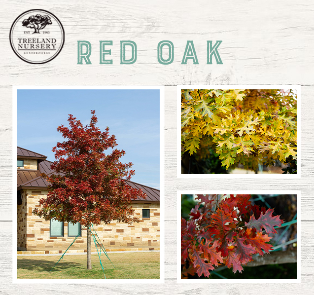 top trees for fall foliage and color in north texas