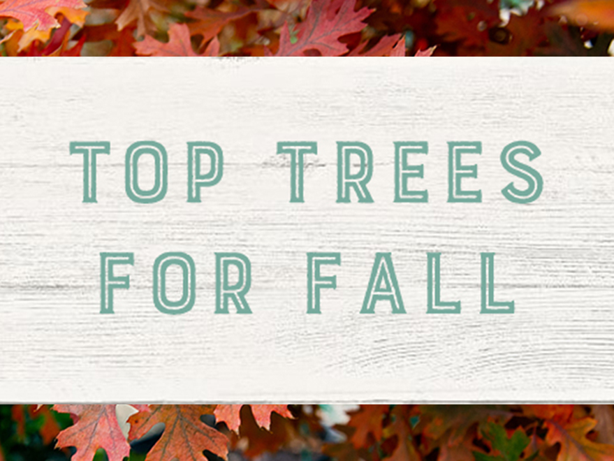 Top trees for Fall Color in Texas