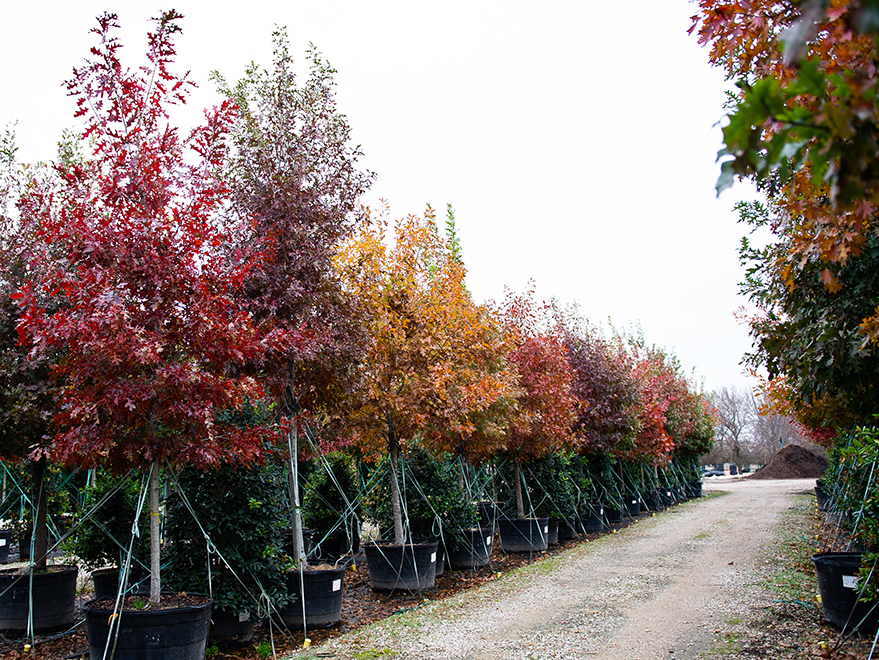 Top Trees for Fall Color in North Texas – 2019 Edition