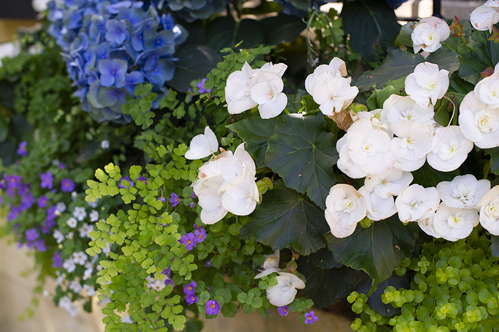 TOP SPRING PLANT & FLOWER SALES IN DFW | 2020 EDITION