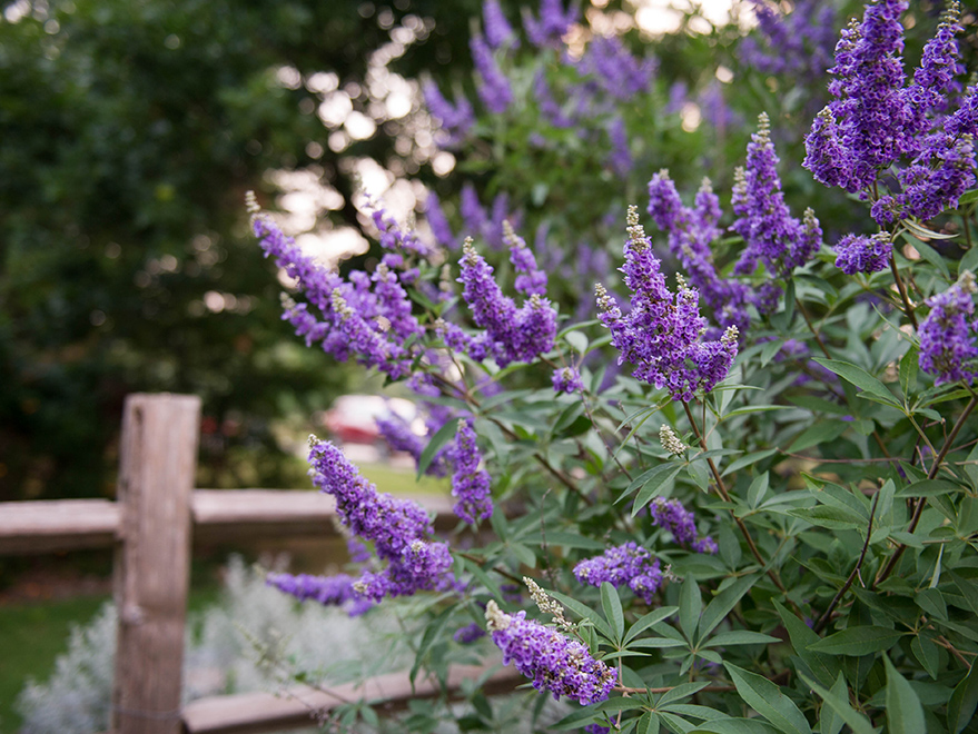 The Vitex Tree – A North Texas Favorite