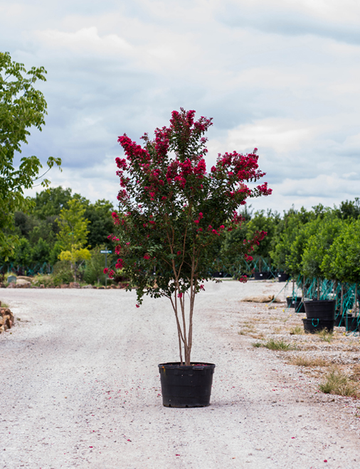 Tree Land Nursery Image Home Garden And Rtecx Com Photgraphed At Our Tree Farm By Centennial Spirit Treeland Nursery