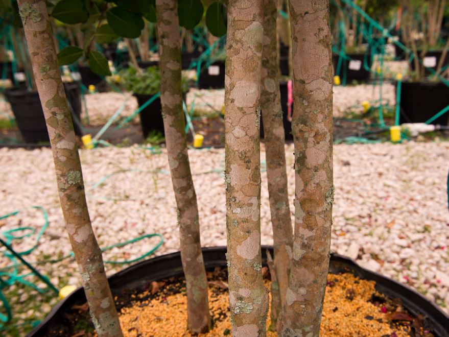 E Myrtle Nursery Thenurseries Tree Land Nursery Best Idea Garden
