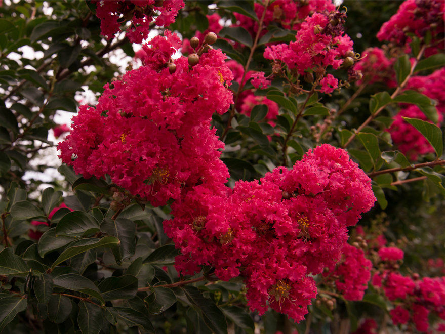 Centennial Spirit Crepe Myrtle Shapeyourminds Centennial Spirit E Myrtle Dallas Texas Treeland Nursery