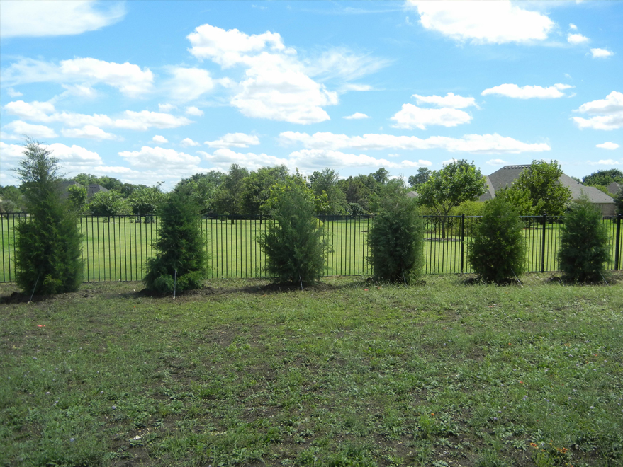 Eastern Red Cedar Trees planted in a backyard as a hedge and installed by Treeland Nursery north of Dallas, Texas.