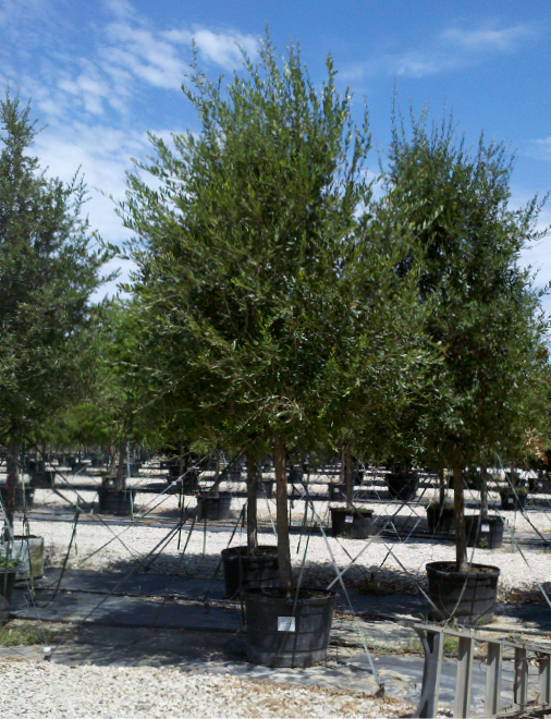 Live Oak Tree Dallas, Texas Treeland Nursery