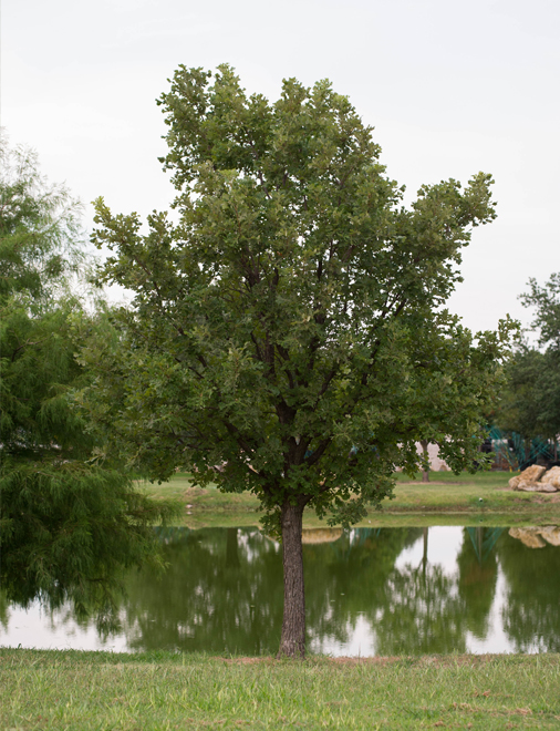 Maturing Bur Oak Tree planted near pond at Treeland Nursery in Gunter, TX.