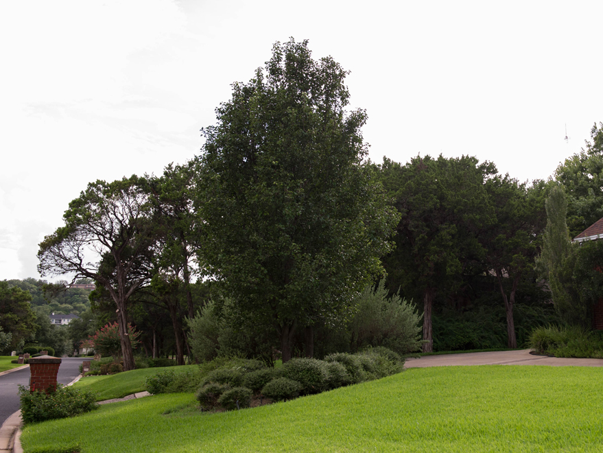 How Much Is Sales Tax In Texas >> Cleveland Select Pear Tree - Dallas, Texas - Treeland Nursery How Much Is Sales Tax In Texas >> Cleveland Select Pear Tree - Dallas, Texas - Treeland Nursery