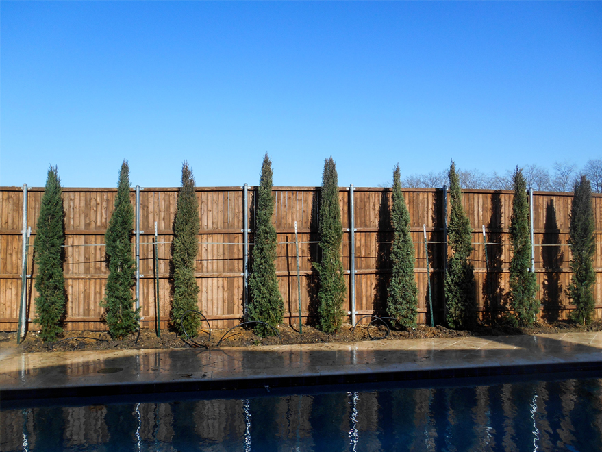 Italian Cypress Texas
