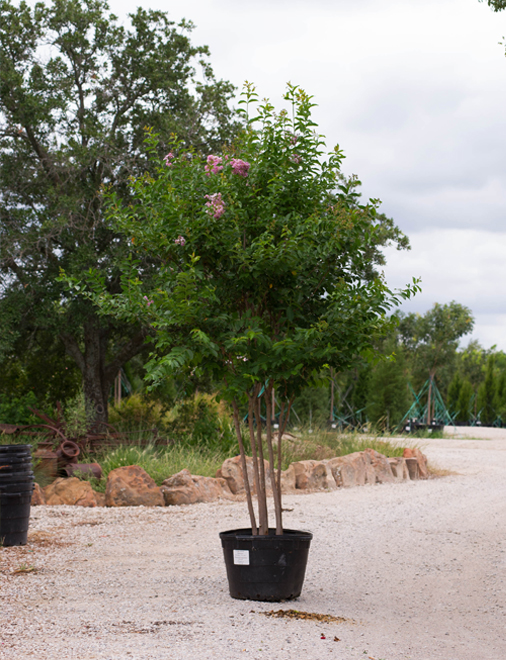Muskogee E Myrtle Dallas Texas Treeland Nursery Photography By Treeland Nursery Flowering Trees In North