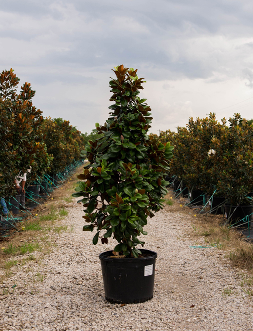 Teddy Bear Magnolia - Dallas, Texas - Treeland Nursery