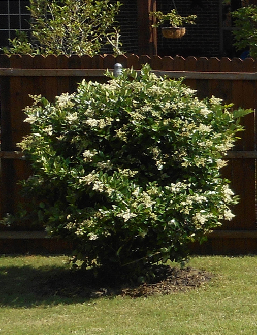 wax leaf ligustrum dallas texas treeland nursery ligustrum tree form