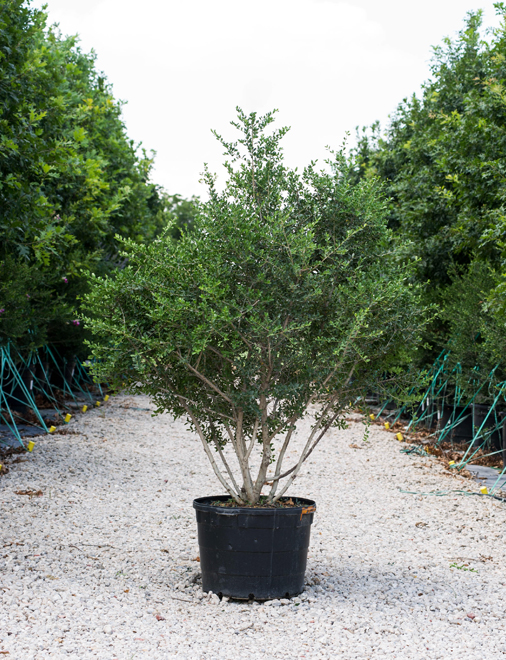 Yaupon Holly Image