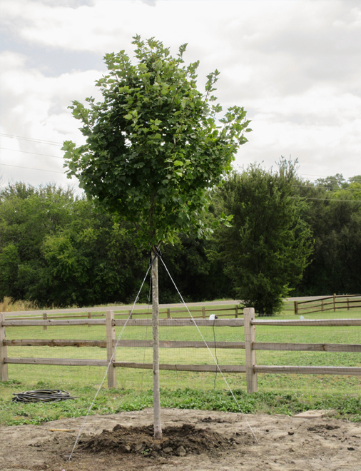 Brandywine Maple Tree installed in Argyle, Texas by Treeland Nursery.
