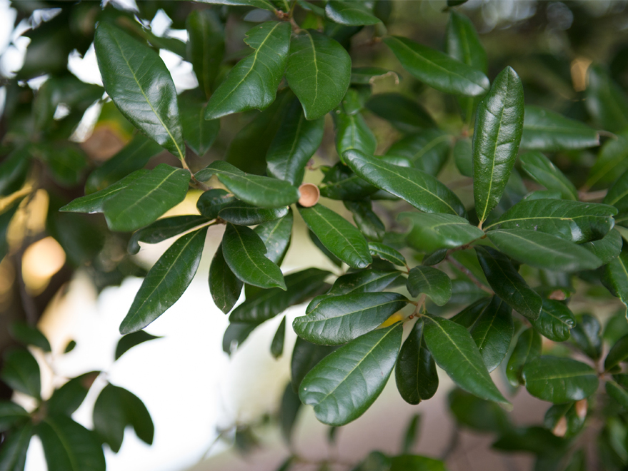 Texas Tree Leaf Identification Chart