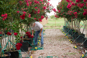 vitex tree chaste tree purple flowering tree treeland nursery (2)