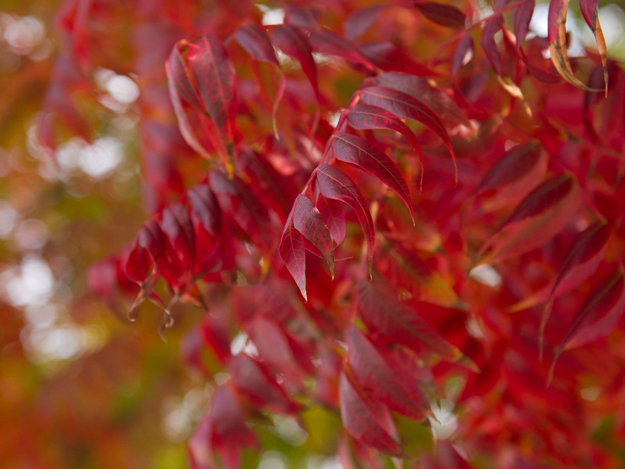 Deep red fall color on a Chinese Pistachio tree. Photographed in Dallas, Texas by Treeland Nursery.