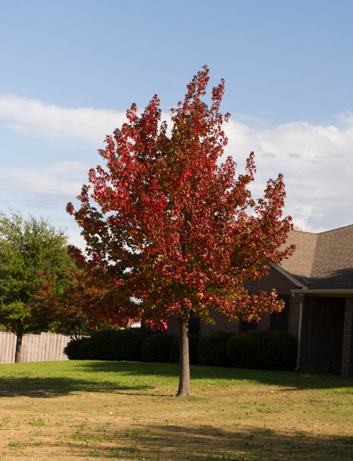Maturing Red Oak tree found in Prosper, Texas during the Fall. Photographed by Treeland Nursery for inspiration and to show the varieties of Fall color on Red Oak trees.