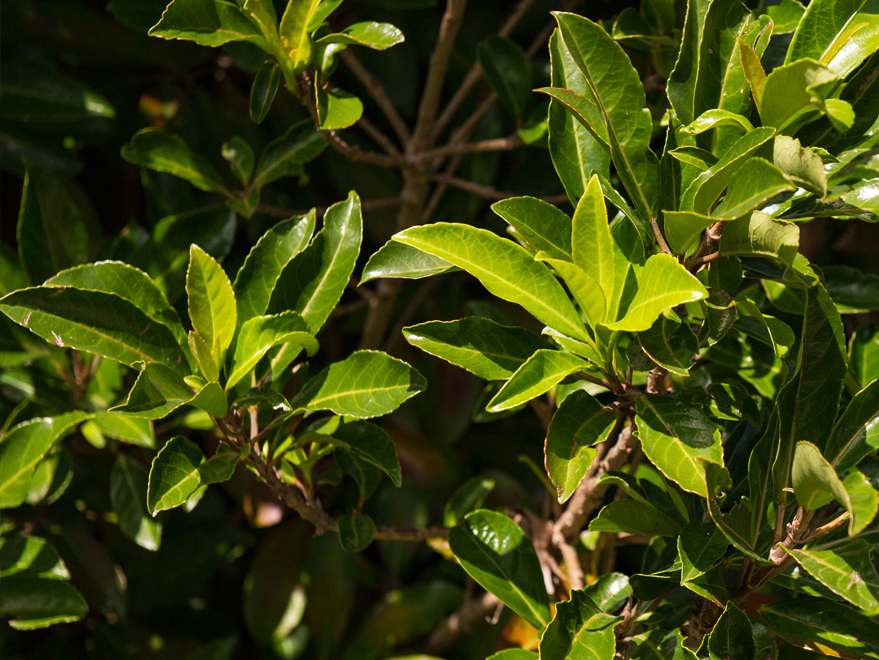 Chinese Photinia - Dallas, Texas - Treeland Nursery