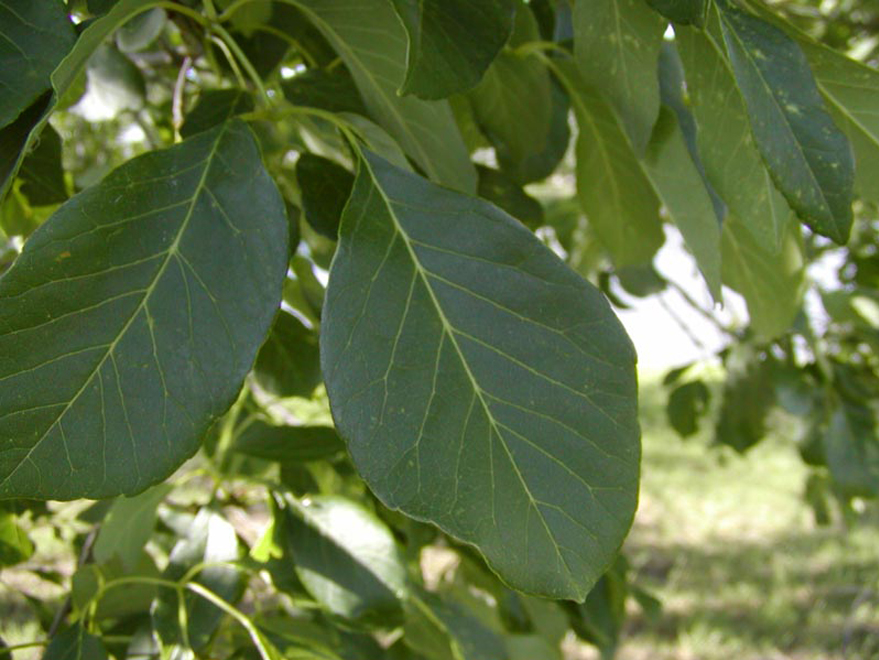 Texas Tree Leaf Identification Chart