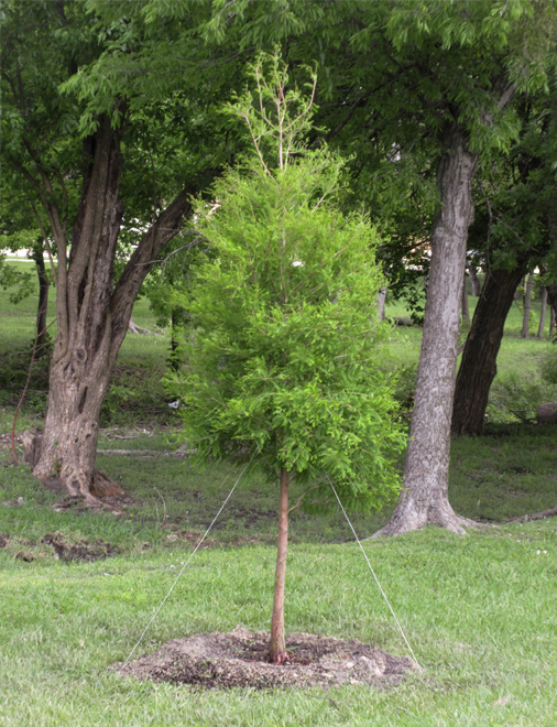 Bald Cypress tree planted next to a creek in a public park by Treeland Nursery.