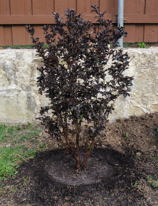Crepe Myrtle Tree Care Image Home Garden And Rtecx Com Black Diamond E Myrtle Dallas Texas Treeland Nursery