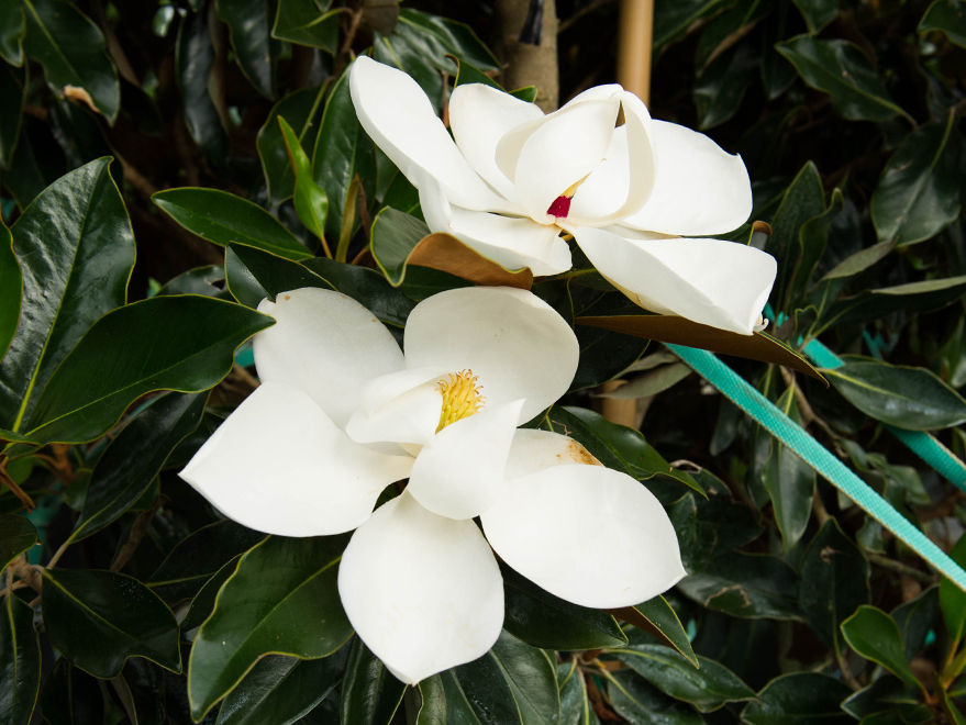 Little Gem Magnolia with a large white saucer shaped flower. Photographed by Treeland Nursery in Gunter, Texas.