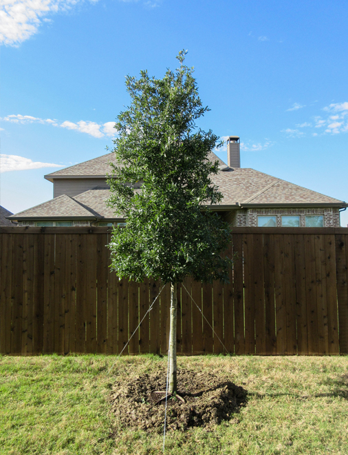 Oak Tree Growth Rate Chart