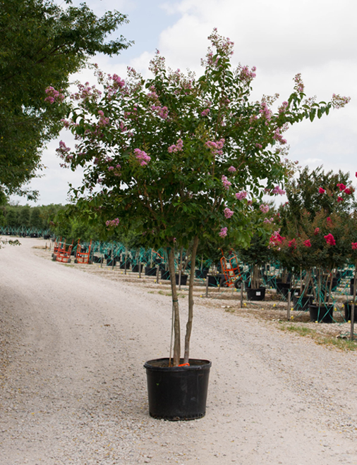 Crape Myrtle Bloom Chart