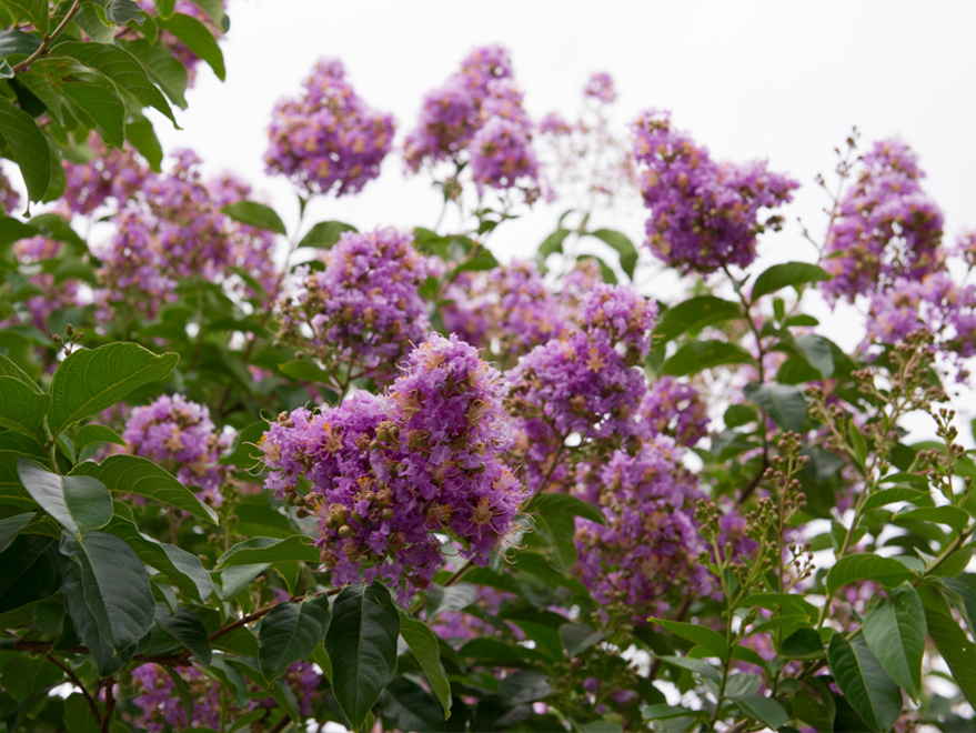 Muskogee Crape Myrtle Tree flowers. Photographed by Treeland Nursery. Purple flowering trees for landscaping in Dallas, Texas.