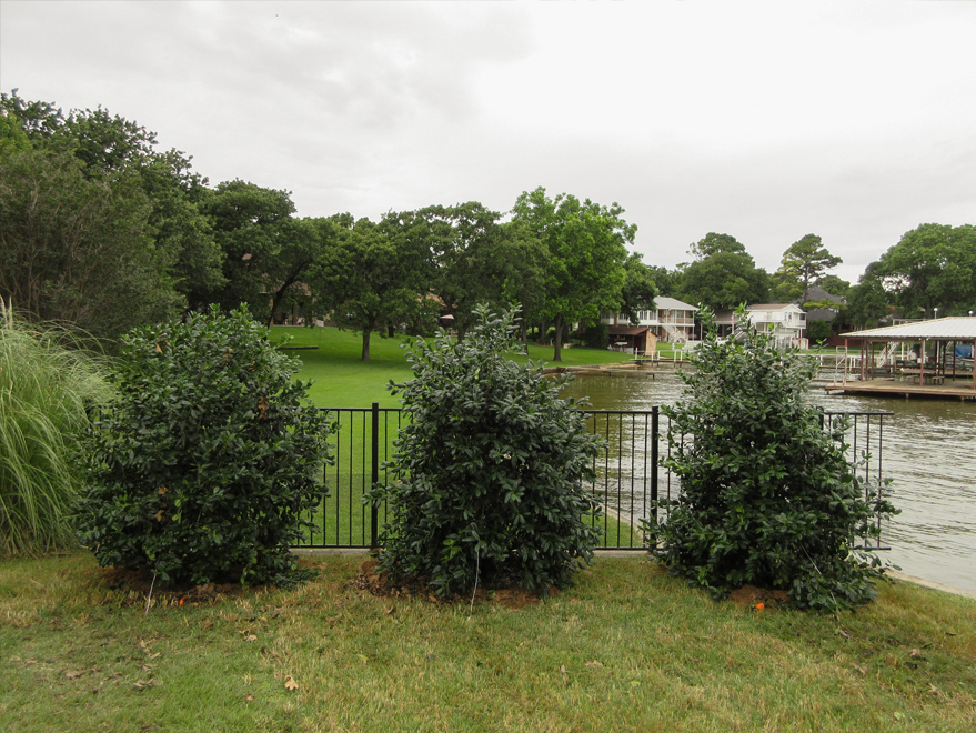 Nellie R. Stevens Hollies planted along a wrought iron fence in Highland Village, Texas by Treeland Nursery. Best trees for privacy screens in North Texas.