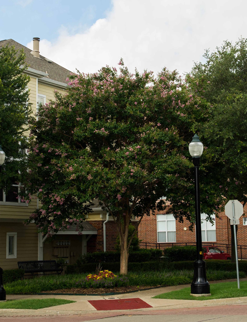 Mature Muskogee Crape Myrtle Tree found in The Colony, Texas. Fast growing flowering trees for North Texas.