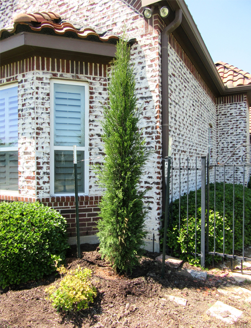 Dallas Sales Tax >> Evergreen Trees - Landscape Designs & Pictures - Dallas ... Dallas Sales Tax >> Evergreen Trees - Landscape Designs & Pictures - Dallas ...