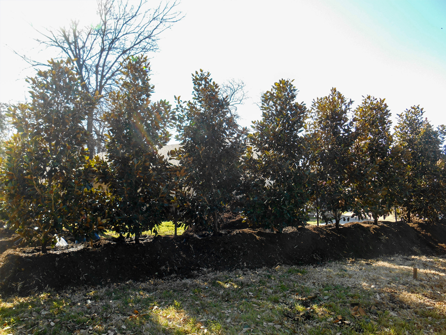 Large row of Little Gem Magnolias for privacy screen.