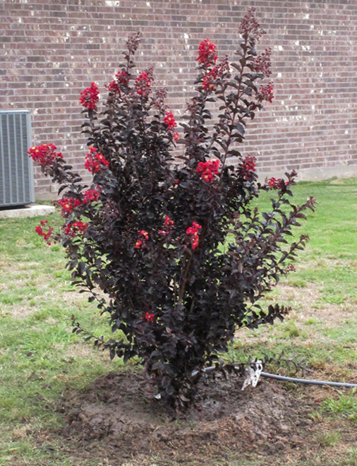 Black Diamond Red Crape Myrtle Treeland Nursery 