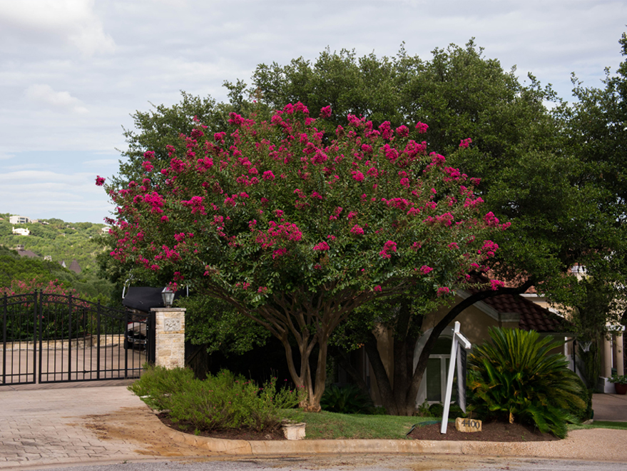 Dallas Sales Tax >> Centennial Spirit Crape Myrtle - Dallas, Texas - Treeland ... Dallas Sales Tax >> Centennial Spirit Crape Myrtle - Dallas, Texas - Treeland ...