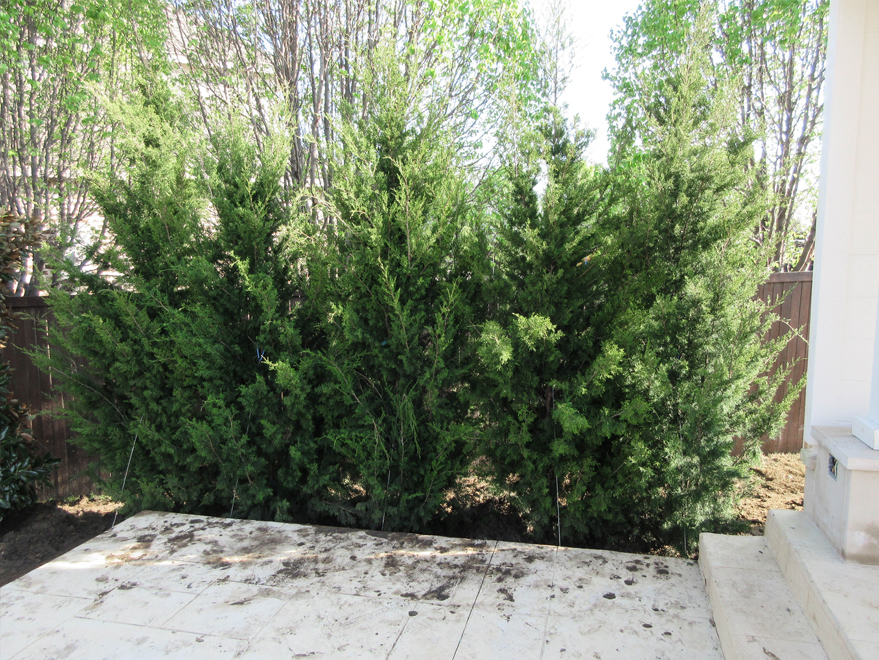 The Brodie Eastern Red Cedar A Low Maintenance Privacy Screen