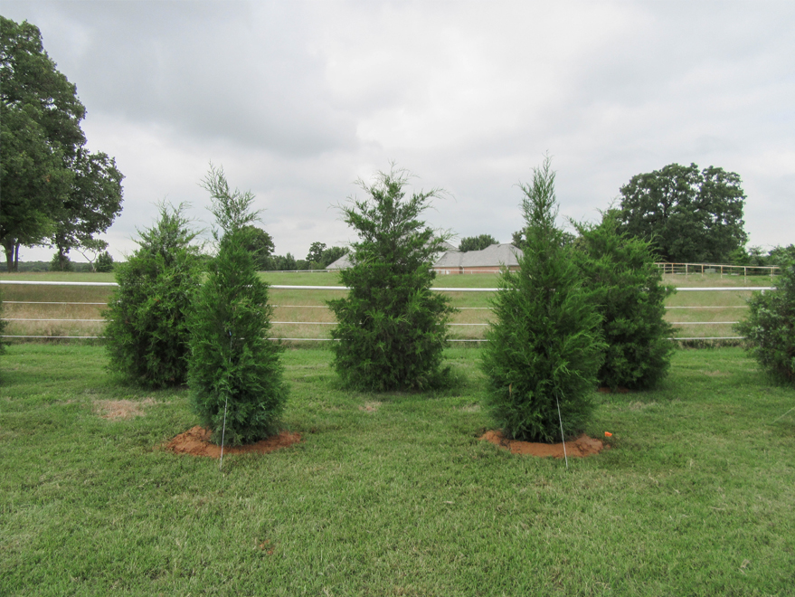 Eastern Red Cedars planted for privacy screening.