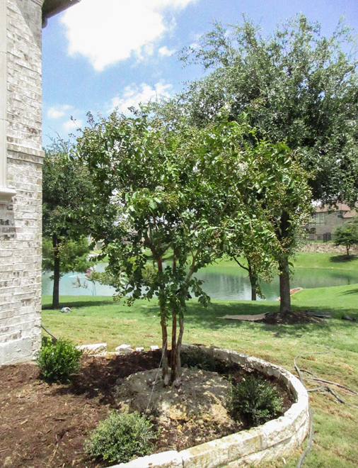 Natchez Crape Myrtle planted in a backyard by Treeland Nursery.