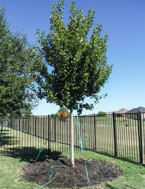 October Glory Maple tree installed in a backyard by Treeland Nursery.