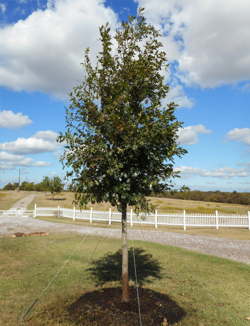 Red Oak tree installed by Treeland Nursery.