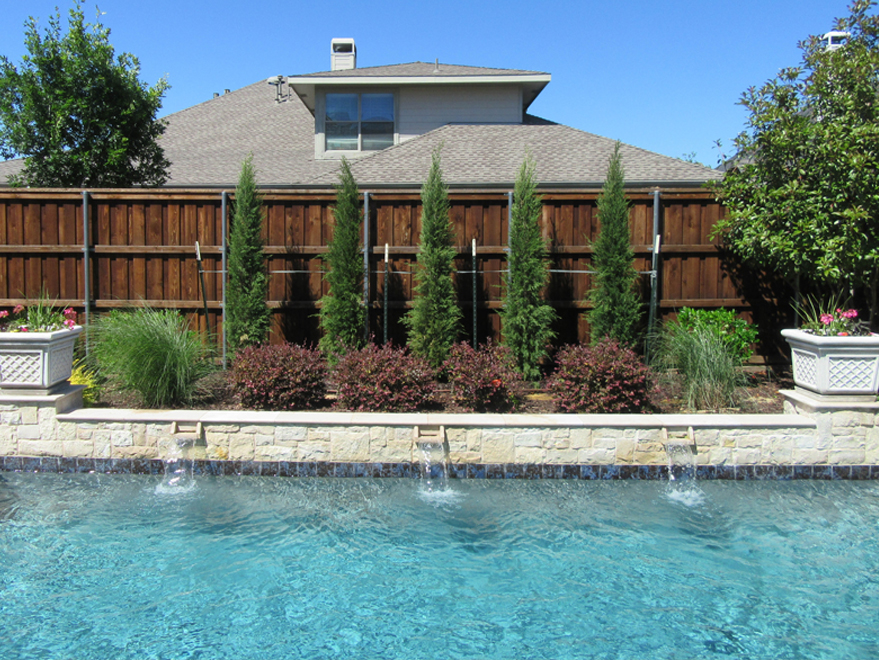 Taylor Cedars installed along a pool by Treeland Nursery.
